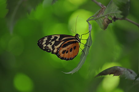 insects, butterflies, leaves, butterfly, insect, wing, wildlife