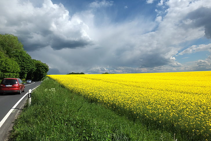 violación de semilla oleaginosa, nubes, nubes dramáticas, cielo, camino rural, carretera, amarillo
