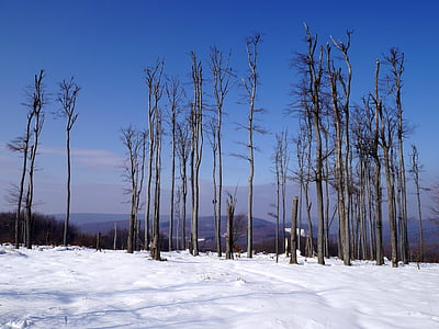 Slovačka, Zima, Mali Karpati, stabla, šuma