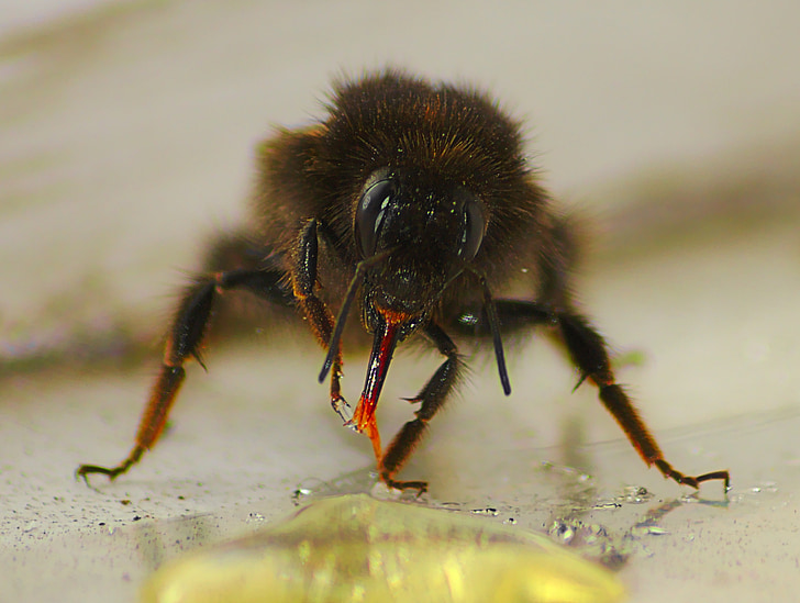 honeybee, macro, honey, insect, bug, tongue
