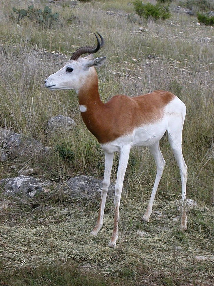 mestu Springbok, prosto živeče živali, antidorcas marsupialis, živali, sesalec, narave, antilopa-gazela