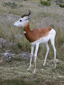 Antilopa skákavá, volně žijící zvířata, antidorcas marsupialis, zvíře, savec, Příroda, Antilopa gazelle