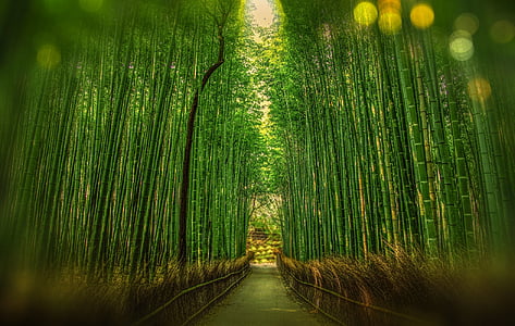 Киото, Япония, Бамбук, Боке, Приключения, лес, путешествия