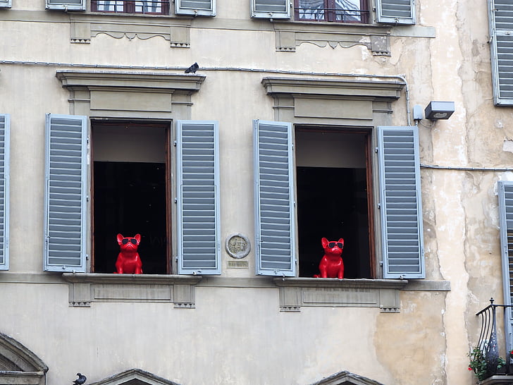 Florence, Italie, fenêtre de, chiens, rouge, ville, architecture