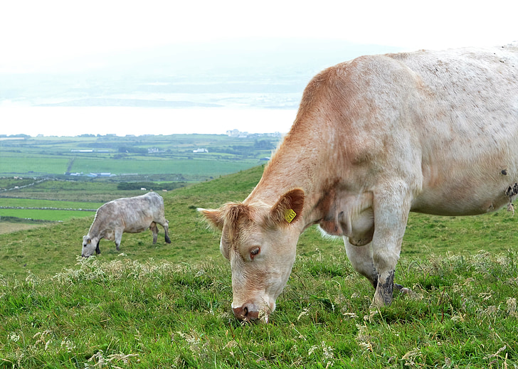 vaca pe un câmp, vaci, animale, zona rurală
