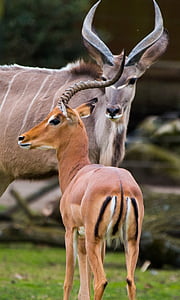 kudu velký, antilopa, Afrika, Kudu, paroh, Africká, Savannah