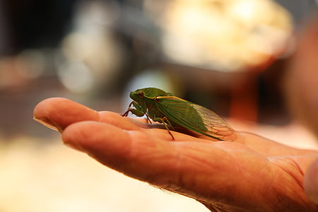 cigale, insecte, bug, Cicadidae, animal, nature, faune