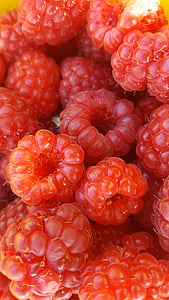 raspberries, berries, fruits, fruit, red, nature, garden