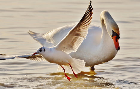 seagull, swan, water, lake constance, animal world, lake, bird