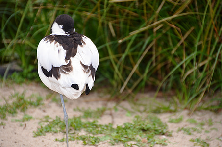 Avocet, птица, вода птица, recurvirostra avosetta, recurvirostridae, Черно и бяло, перушина