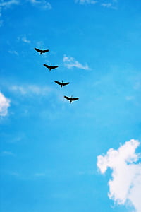 uccelli, volare alto, di volo, la migrazione, fauna selvatica, Bird-watching, cielo