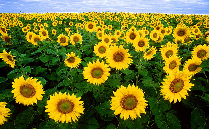 solsikke, solsikke felt, flora, felt, blomster, landbrug, gul