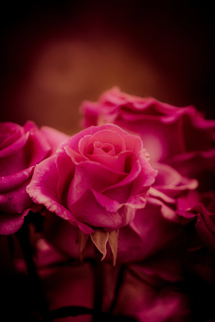 розово, рози, макрос, фотография, червен, цвете, Роза
