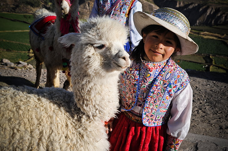 Peru, colca dalen, Inca, Ande, liten jente, blad, Alpaca