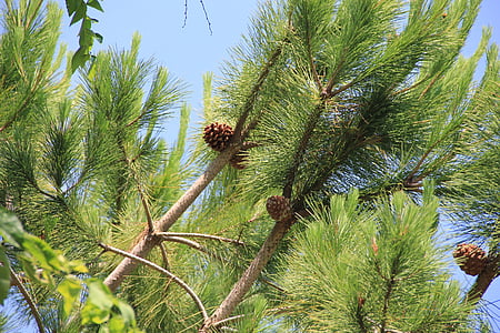 borovice, Klepnutím na, Borové šišky, Příroda, strom, Pinus pinea, Pinus
