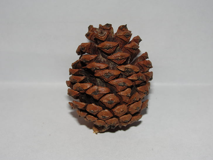 pine cone, white background, stark