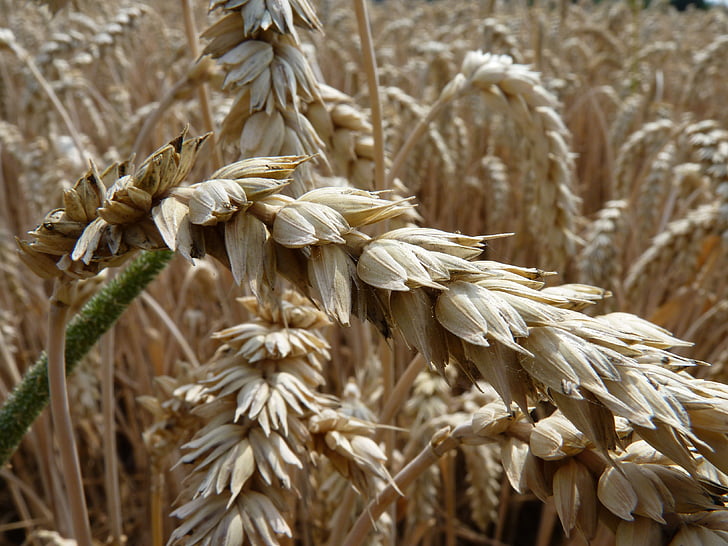 trigo, campo de maíz, acción de gracias, campo de trigo, espiga, planta