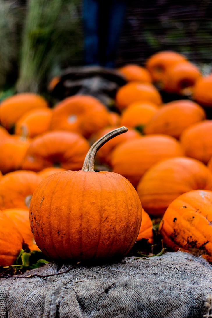 halloween, autumn, pumpkin