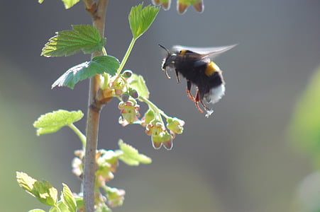 пчела, krupnyj план, по време на полет, полет, извисява, мухи, френско грозде