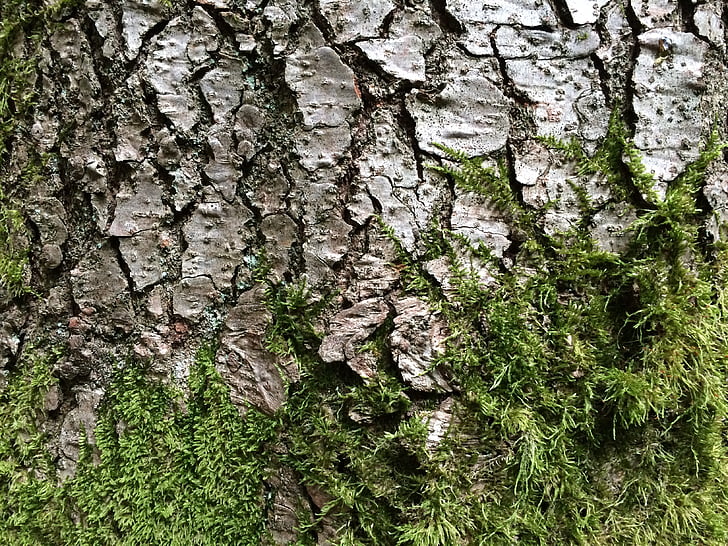 copac, scoarţă de copac, Moss, jurnal, natura, structura, verde