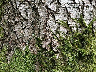 tree, bark, moss, log, nature, structure, green