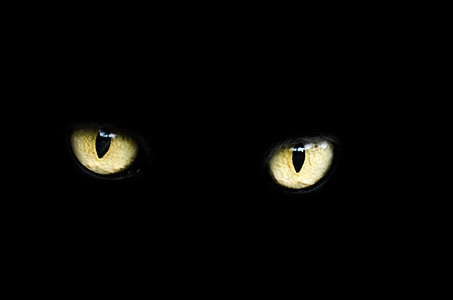 occhi, gatto, Halloween, nero, fortuna, cattiva, scuro