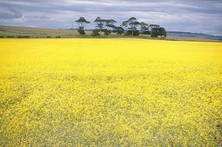 yellow, field, flowers, nature, spring, sky, prato