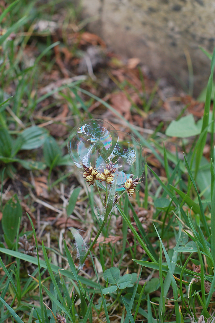 grass, spring, bubbles, flower, child