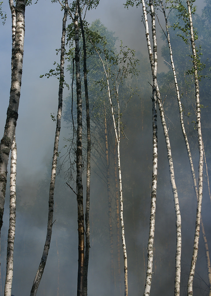 api, Konservasi, pembakaran untuk konservasi, båtfors, asap, pembakaran, Swedia