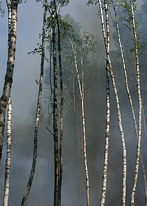 feu, conservation, gravure pour la conservation, båtfors, fumée, Gravure, Suède