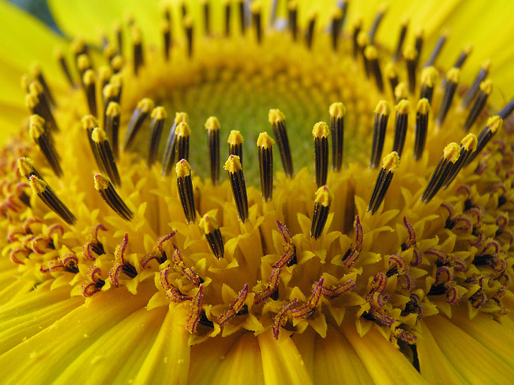 solros, Helianthus annuus, Blossom, blomma, gul, detalj