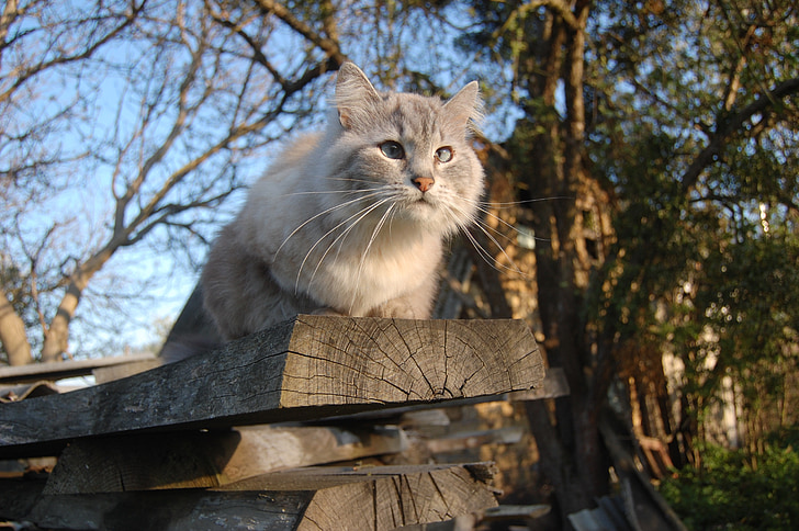 cat, board, cat sitting, spring, cat looking, cat and sky, housecat