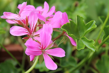 geranium, blossom, bloom, pink, plant