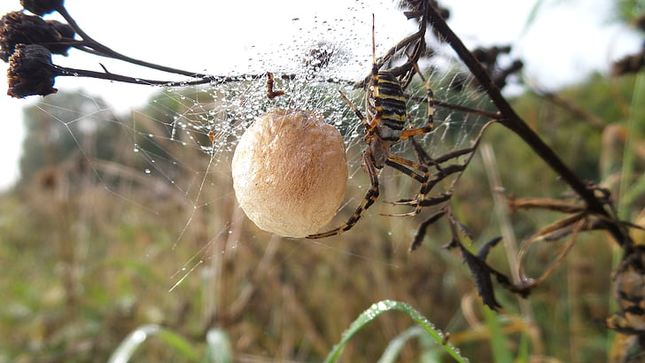 spider, nest, ball, cobweb, insect, grass, nature