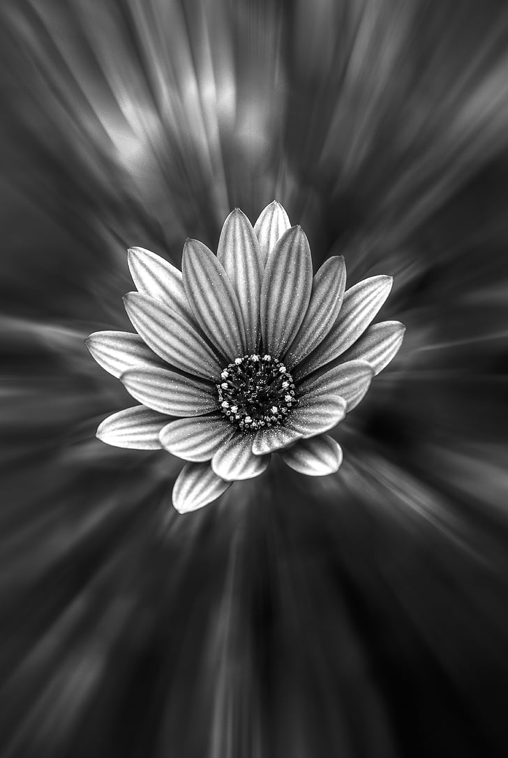 en blanc i negre, flor, flor
