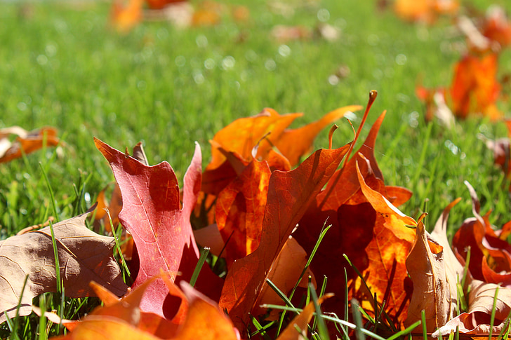 fallen, Blätter, im freien, Herbst