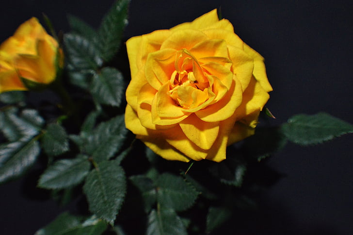 Rosenblüte, gelb, in der Nähe, Topf-rose, Natur, Blume