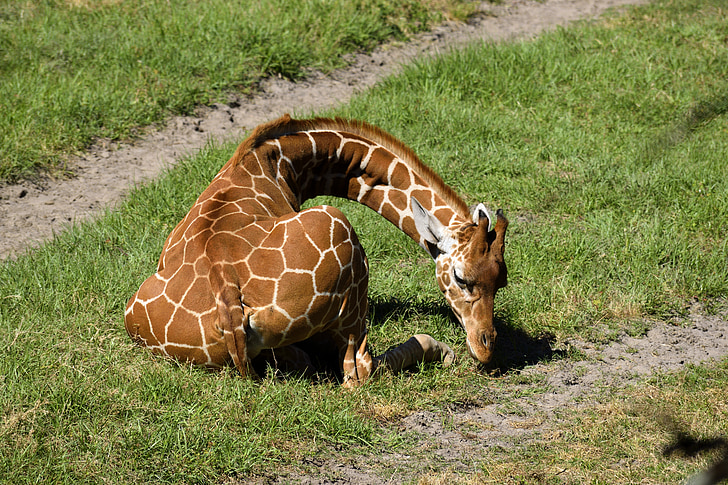 žirafa, zvíře, volně žijící zvířata, Zoo, rezervovat, venku, Safari