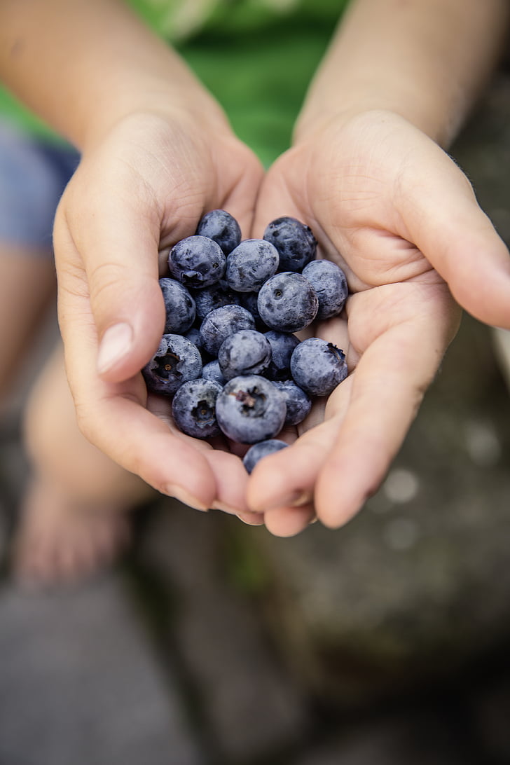 berry, blueberry, fruit, food, palm, hand, blur