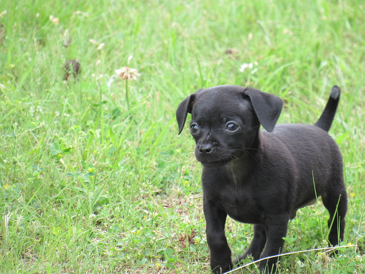 Chihuahua, catelus, canin, drăguţ, iarba, câine, animal de casă