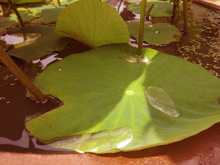 el Lotus leaf, per degoteig, plantes, fulla, natura, planta d'aigua