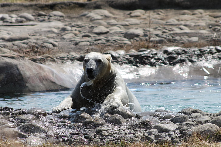 หมีขั้วโลก, หมี, น้ำ, เล่น, สัตว์, ธรรมชาติ, อาร์กติก