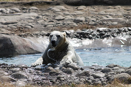 urso polar, urso, água, jogar, animal, natureza, Ártico