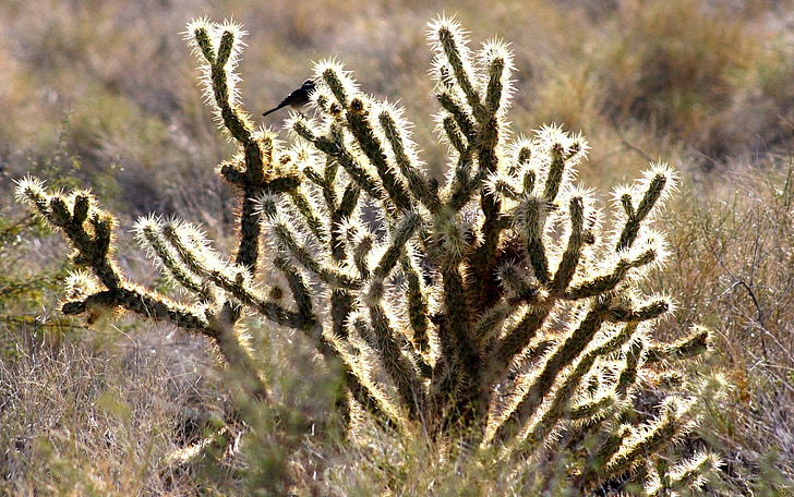 SHIMMER, uccello, Cactus, deserto, Mojave, illuminata dal sole, paesaggio