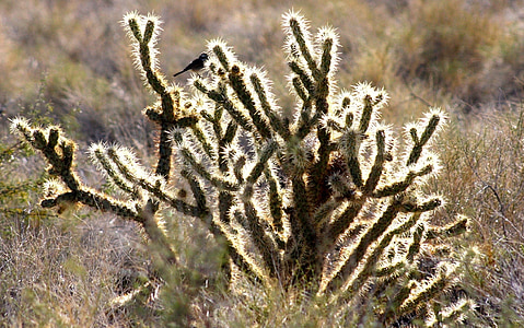 skimmer, fågel, Cactus, öken, Mojave, solbelysta, landskap