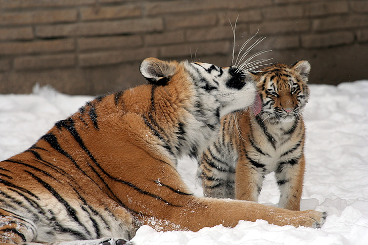 Tigre, madre, Cub, nieve, grandes felinos, depredador, flora y fauna