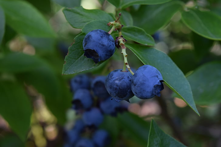 Blueberry, buah, Blueberry, sehat, segar, alam, musim panas