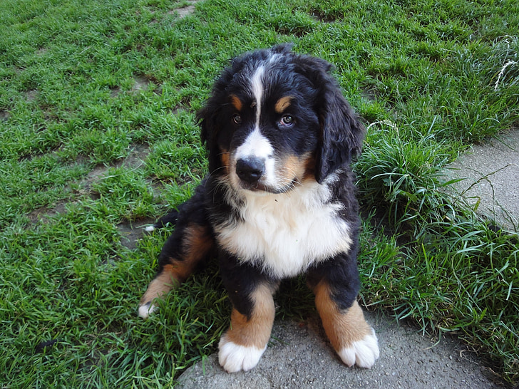 Bernese mountain dog, poze pentru animale, câine, catelus