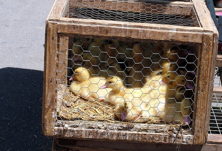 chicks, ducklings, bird, market, waterfowl, caged, newborn