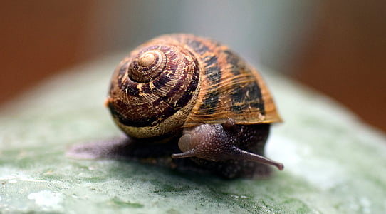 snail, shell, close, nature, macro, housing, mollusk